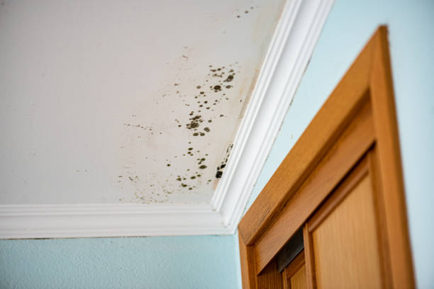 Attic Mold Removal in Sleepy Hollow Lake, NY